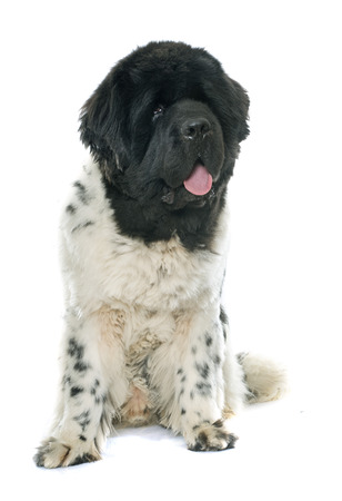 adult newfoundland dog in front of white backgroundの写真素材