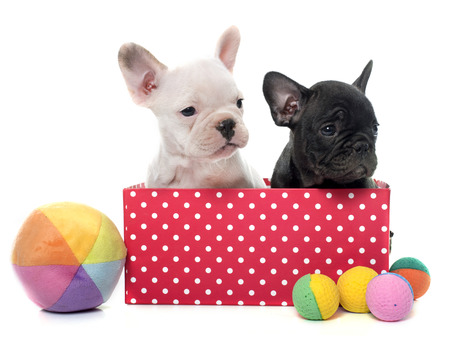 puppies french bulldog in front of white backgroundの写真素材