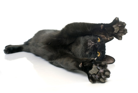 playing black kitten in front of white backgroundの写真素材