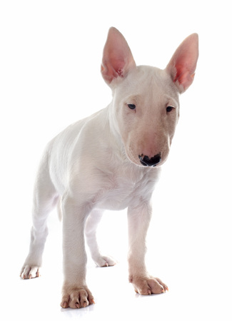puppy bull terrier in front of white backgroundの写真素材