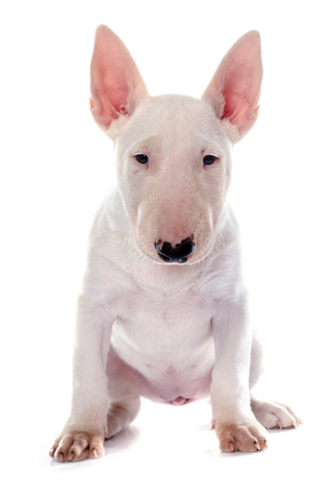 puppy bull terrier in front of white backgroundの写真素材