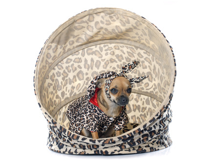 purebred chihuahua in front of white backgroundの写真素材