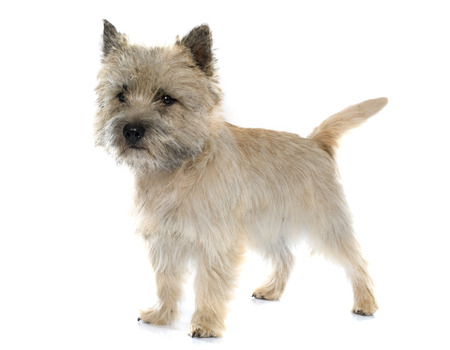 purebred cairn terrier in front of white backgroundの写真素材