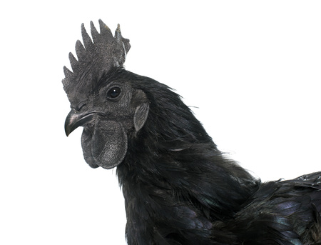 rooster ayam cemani in front of white backgroundの写真素材