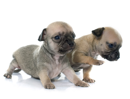 young puppies chihuahua in front of white backgroundの写真素材