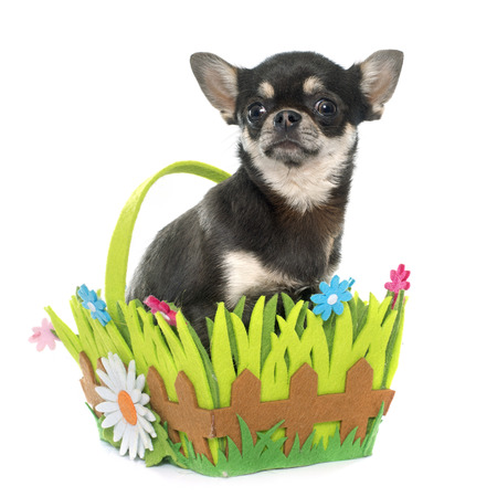 purebred puppy chihuahua in front of white backgroundの写真素材