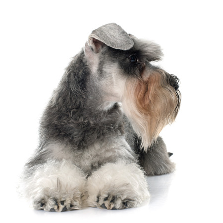 gray miniature schnauzer in front of white backgroundの写真素材