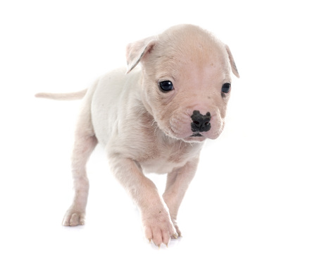 puppy american bulldog in front of white backgroundの写真素材