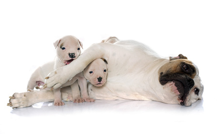 mother and puppies american bulldog in front of white backgroundの写真素材