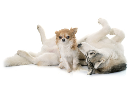 gray siberian husky and chihuahuain front of white backgroundの写真素材