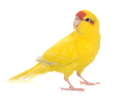 Red-fronted Kakariki parakeet in front of white backgroundの写真素材