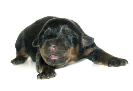 newborn puppy rottweiler in front of white backgroundの写真素材