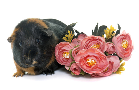 guinea pig in front of white backgroundの写真素材