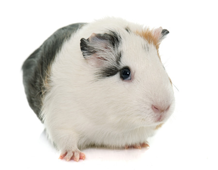guinea pig in front of white backgroundの写真素材