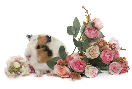guinea pig in front of white backgroundの写真素材