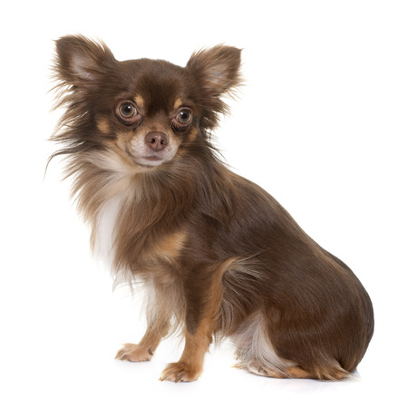 Young Longhair Chihuahua In Front Of White Background Royalty