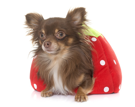 Young Longhair Chihuahua In Front Of White Background Royalty