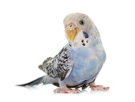 young budgerigar in front of white backgroundの写真素材