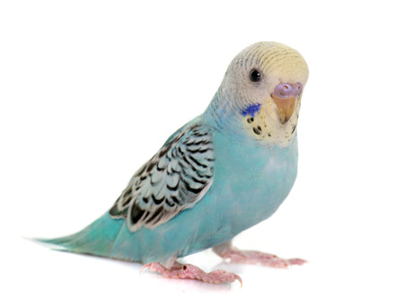 young budgerigar in front of white backgroundの写真素材