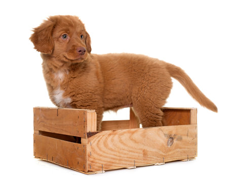puppy Nova Scotia Duck Tolling Retriever in studioの写真素材