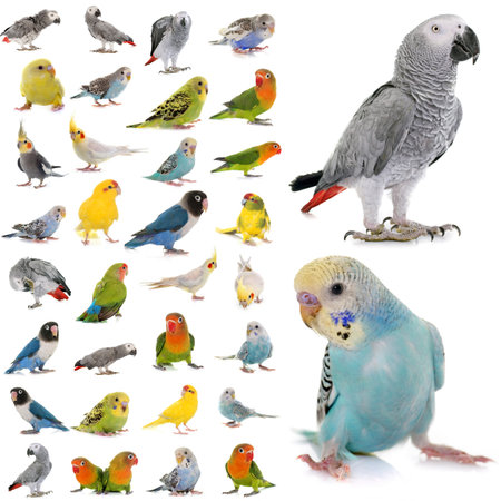 group of parakeets and parrots in studio