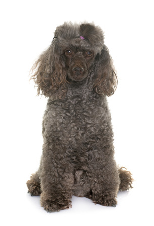 purebred poodle in front of white backgroundの写真素材