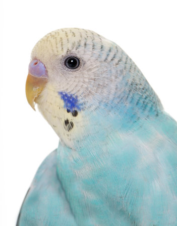 young budgerigar in front of white background