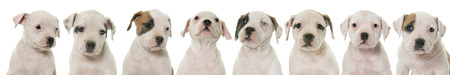 puppies american bulldog in front of white backgroundの写真素材