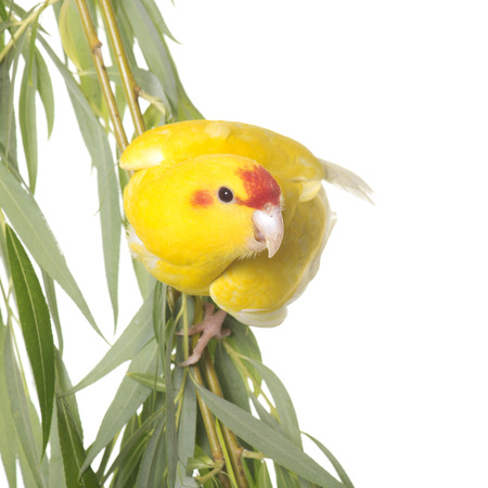 yellow kakariki in front of white backgroundの写真素材