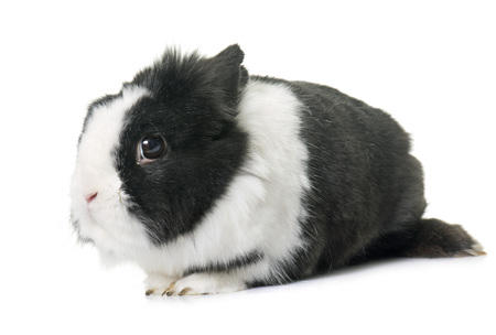dwarf rabbit in front of white backgroundの写真素材