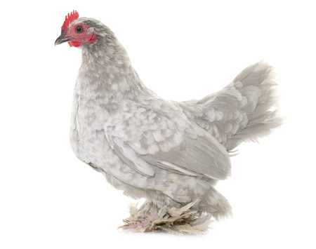 Booted Bantam in front of white backgroundの写真素材