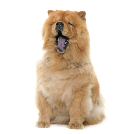 chow chow yawning in front of white backgroundの写真素材