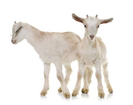 white kids in front of white backgroundの写真素材