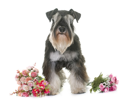 black and white miniature schnauzer in studioの写真素材