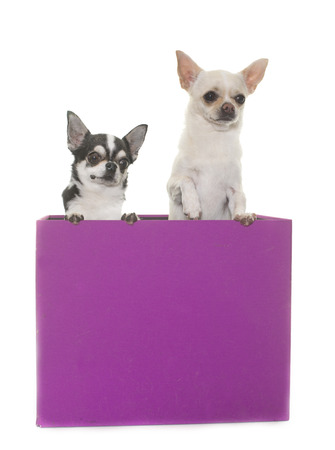 purebred chihuahuas in box  in front of white backgroundの写真素材