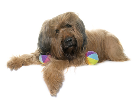 adult brioard in front of white backgroundの写真素材