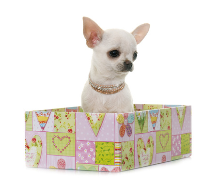 puppy chihuahua in front of white backgroundの写真素材