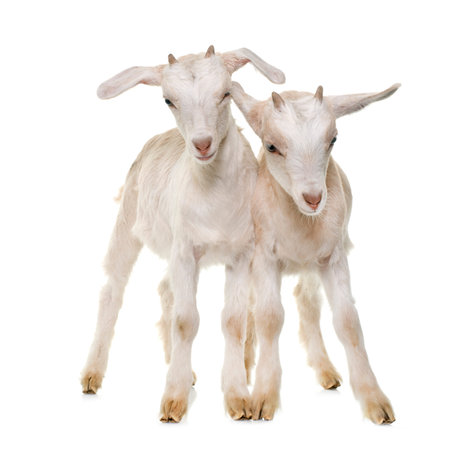 white kids in front of white backgroundの写真素材