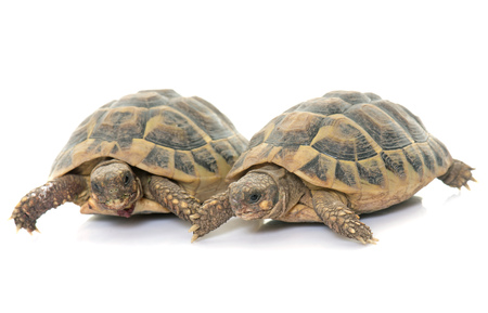 Testudo hermanni tortoise on a white isolated backgroundの写真素材