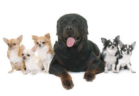 purebred rottweiler and chihuahuas in front of white backgroundの写真素材
