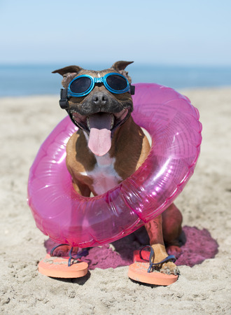 staffordshire bull terrier standing on a beachの写真素材