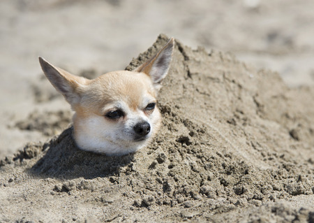 chihuahua buried in the sand on a beachの写真素材