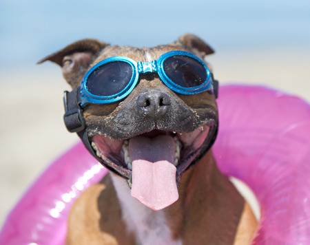 staffordshire bull terrier with sunglasses on the beachの写真素材