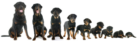 growth of puppy rottweiler in front of white backgroundの写真素材