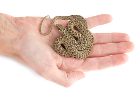 Montpellier snake in front of white background