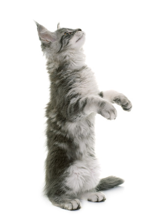 maine coon kitten in front of white backgroundの写真素材