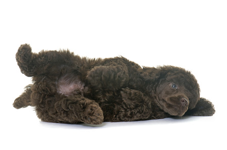 puppy poodle in front of white backgroundの写真素材