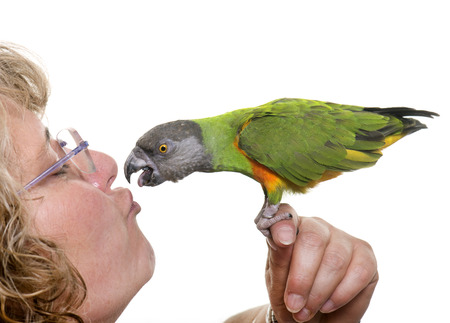 Senegal parrot kissing his owner in front of white backgroundの写真素材