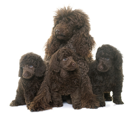 puppies and mother poodles in front of white backgroundの写真素材