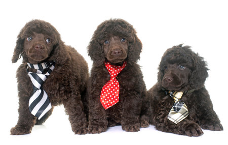 puppies poodle in front of white background